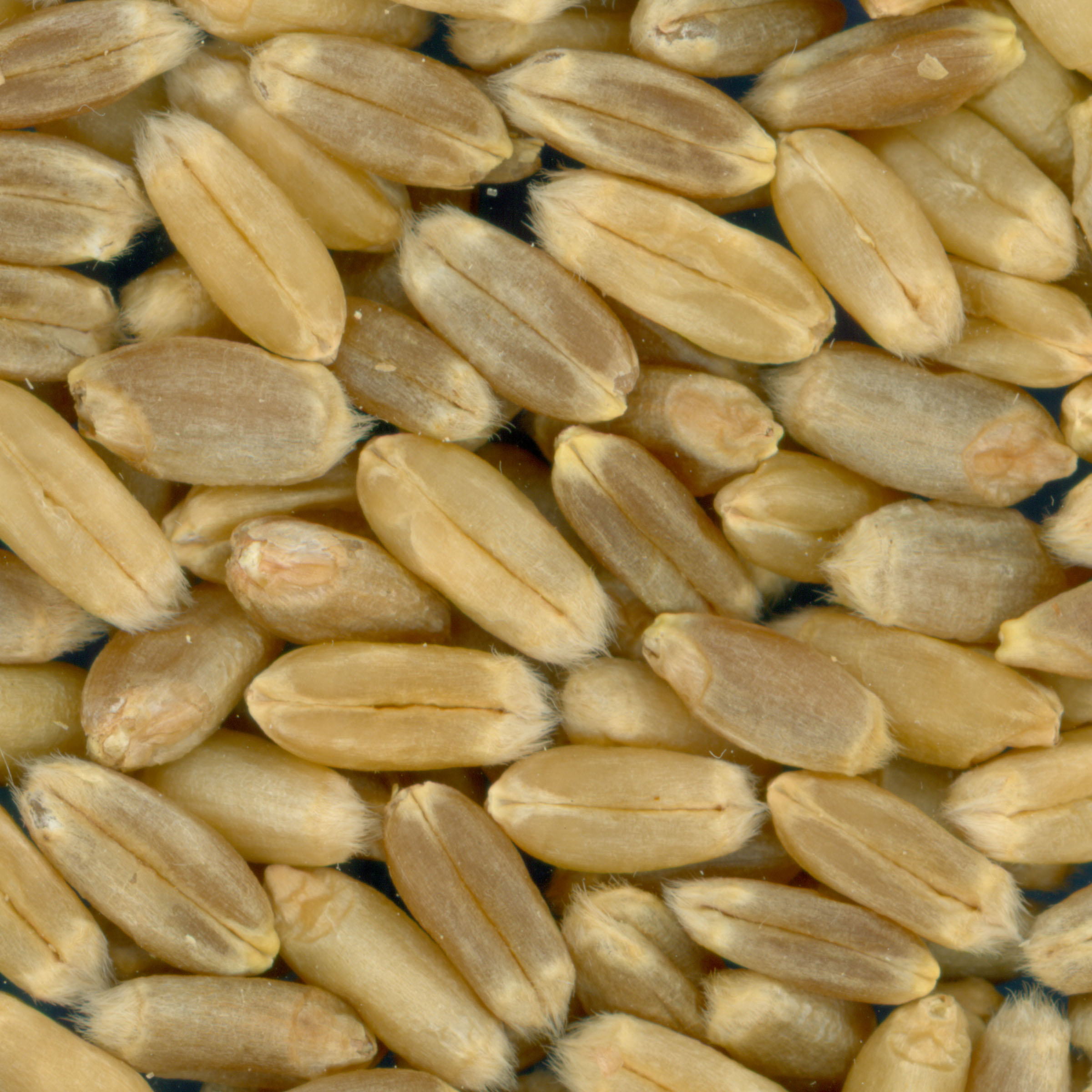 Click for 2 image(s) for this accession. KERNELS